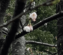 チラホラ開花している多摩川台公園の桜