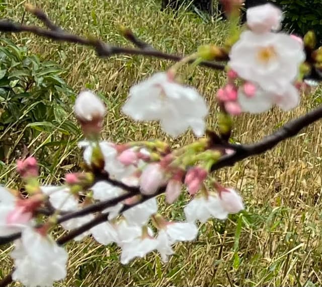 開花し始めた洗足池桜山の桜