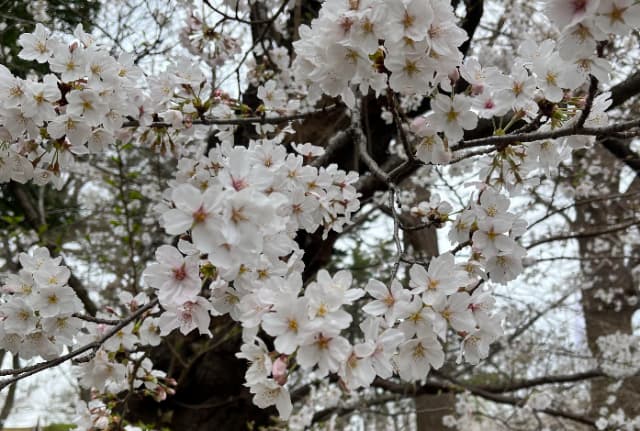 満開まであと少しの多摩川台公園の桜