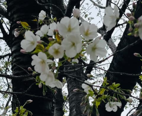 池上本門寺の笹部桜はほぼ開花