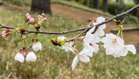 ほとんど開花した洗足池桜山の桜。