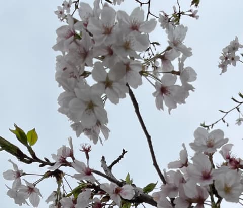 2023年3月31日の多摩川公園桜