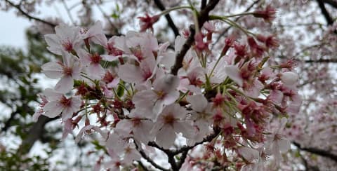 2023年3月31日の洗足池桜