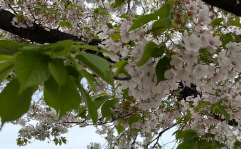 池上本門寺の笹部桜は花吹雪状態