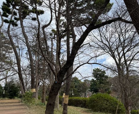 洗足池桜山の風景