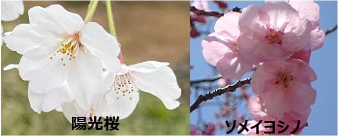 陽光桜とソメイヨシノの比較