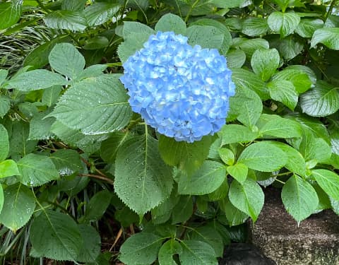 20250531勝海舟夫妻の墓満開