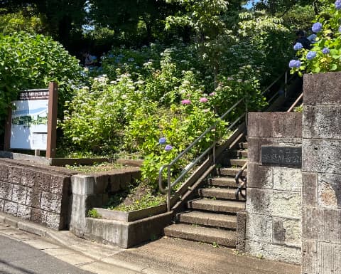 20250601多摩川台公園あじさい園