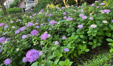 20250605多摩川台公園あじさい園坂の上から