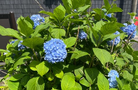 20250607桜山満開