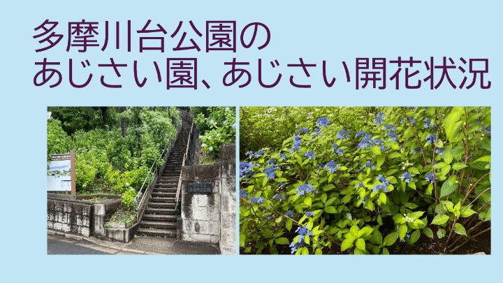 2025多摩川台公園あじさい