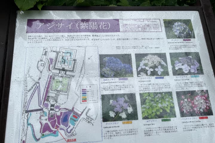 あじさい説明図