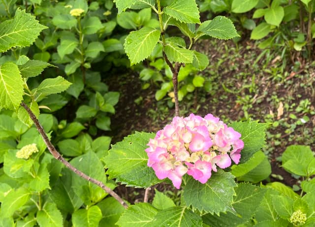 多摩川公園あじさいピンク