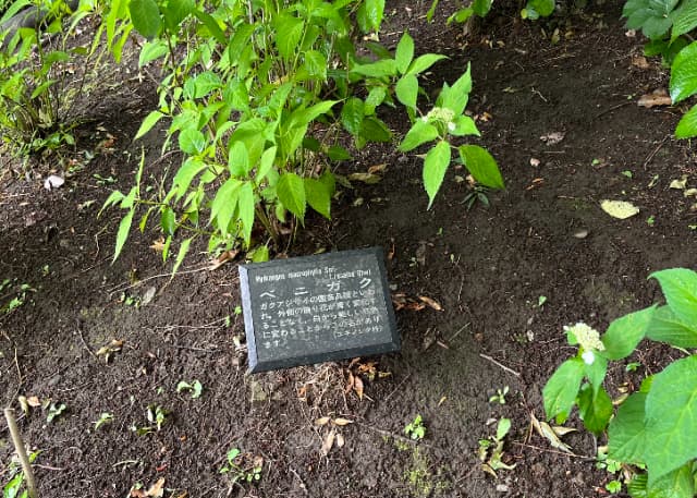 多摩川台公園あじさい説明