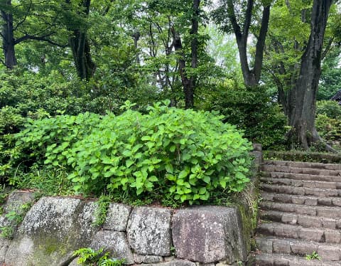 桜山入口
