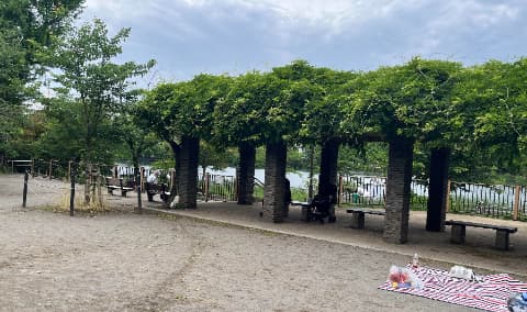 桜広場藤棚近辺