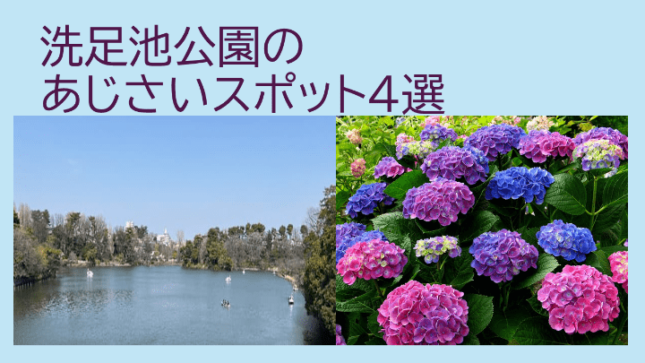 洗足池あじさい